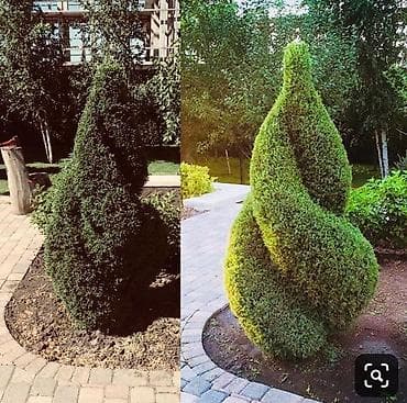 Балконы: Dekorativ topiar dizaynı – bağ və həyətyanı sahələr üçün peşəkar — 2