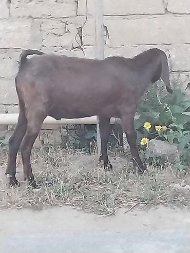 Qoyunlar, qoçlar: Saf qan təmiz hələb təkəsi, onnan dönmə çəpişlər, Ana-bala qoyunlar. 2 — 1