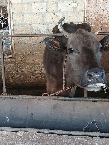 Dişi, il: 6, Damazlıq lalafo.az -da Dişi, il: 6, Damazlıq