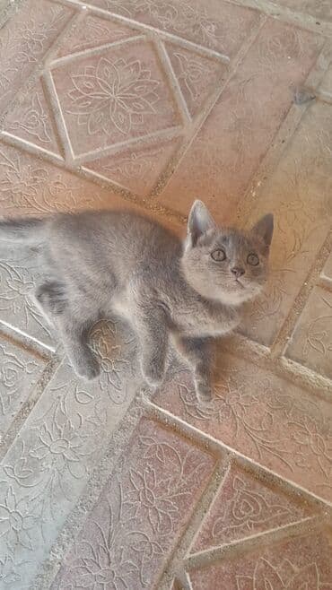 pişik balası: Boz rəngli balaca pişik balası - Tük rəngi: təktonlu boz, yumşaq və — 1