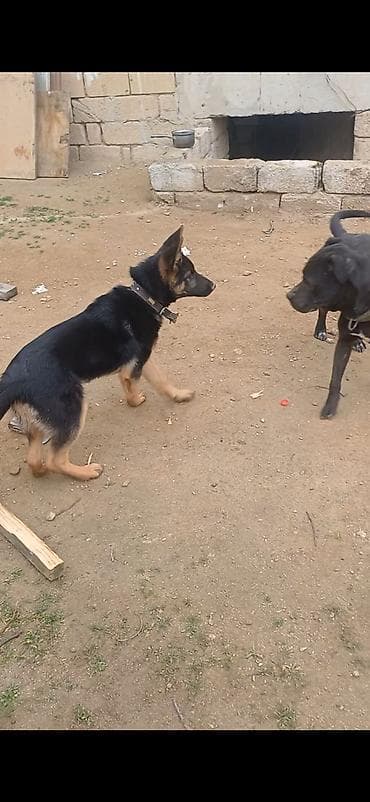 lalafo ev heyvanlari: Alman çoban iti, 5 ay, Erkek, Peyvəndli, Ünvandan götürmə — 1