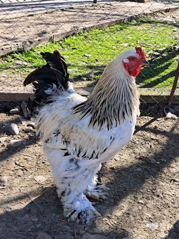 qoyun satisi 2022: Brama yumurtası təzə və mayalı istiyən əvəlcən sifariş verməlidi beh — 9