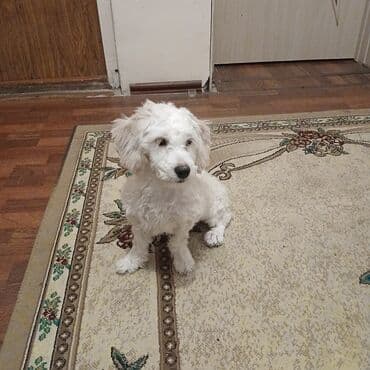 пудель в добрые руки: Мальтийская болонка, 4 месяца, Самка — 1
