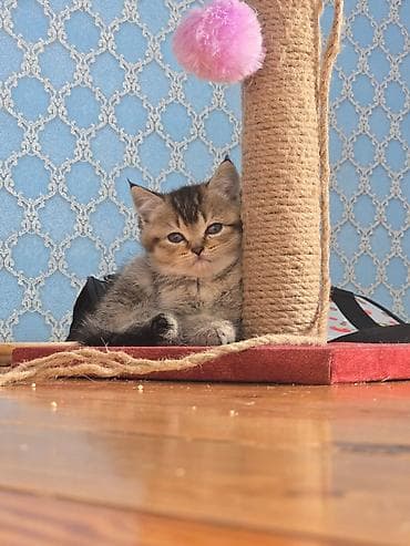 diri qaz: Britan — 4