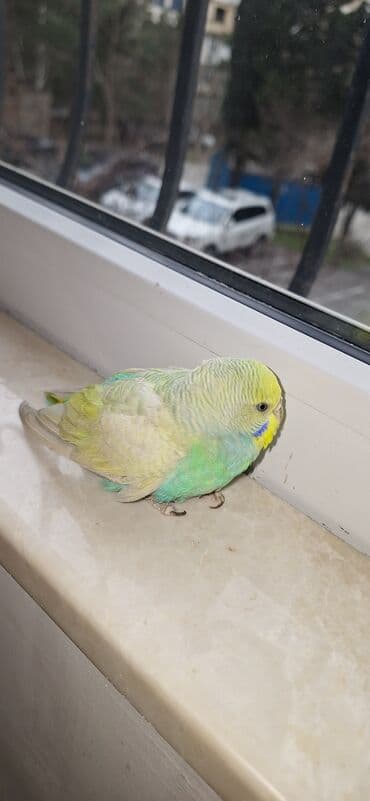 Quşlar: Məhsul: Dalmatian rəng çaları olan dimdikli, yaşıl-mavi-sarı tonlarda — 6