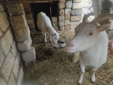 tap az pisikler: Dişi, il: 2, Damazlıq, Ünvandan götürmə — 2