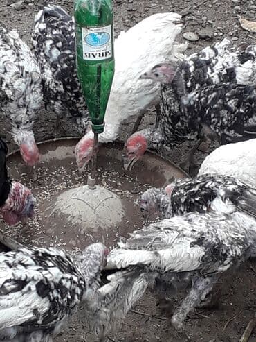 liqorin toyuqlari satilir: Erkək, Kanada, Amerika, Damazlıq, Ünvandan götürmə — 3