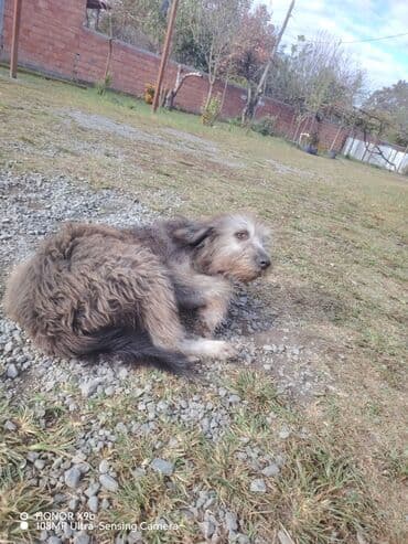 купить домик для кота: Uzun tüklü, orta ölçülü it - Cins: qarışıq, saqqallı/şaggy tipli - — 1