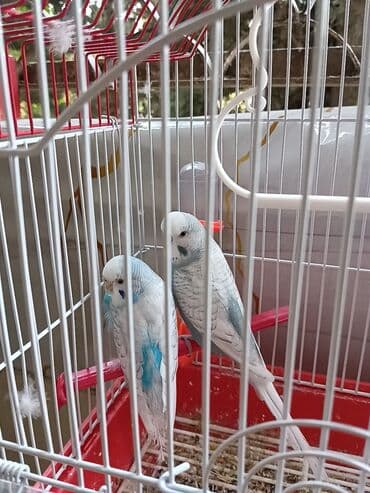 Quşlar qəfəs qarışıg