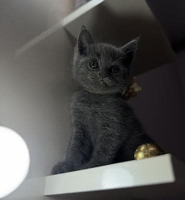 dana heyvan: Britan, Dişi — 5