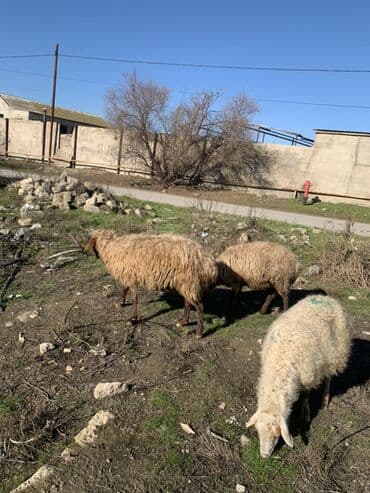 qoyun quyrugu: Boğaz qoyunlar satılır 4 dənə — 2