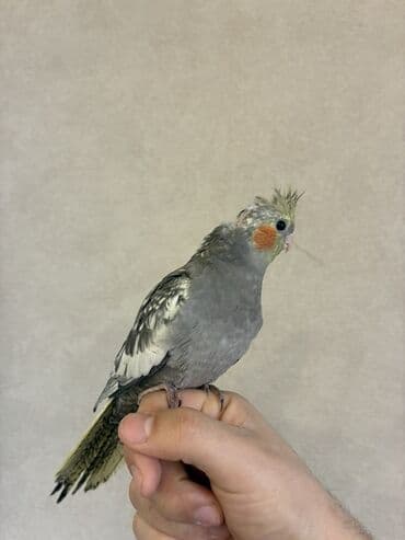 Teze yemə düşmüş korella balasıdır Ələ öyrətmək üçün əlveirşlidi Bala lalafo.az -da Teze yemə düşmüş korella balasıdır Ələ öyrətmək üçün əlveirşlidi Bala