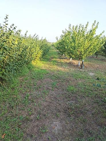 взять кафе в аренду: 180 соток Для сельского хозяйства, Водопровод — 8