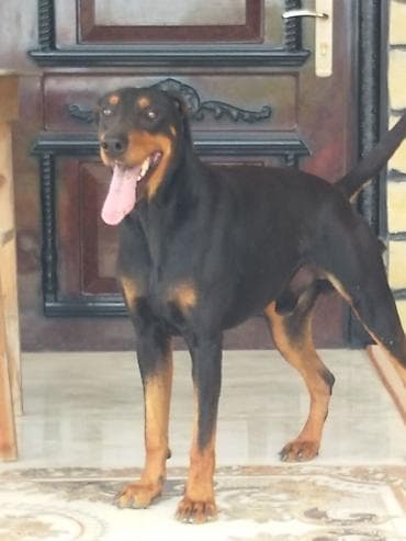 Doberman, Erkek