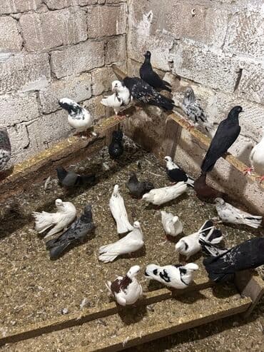 anqut quşu: Məhsul: müxtəlif rəng və naxışlarda ev göyərçinləri Hamisi tutulmadi — 6