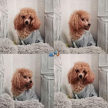 Pudel, 3 il, Erkek, Cütləşmə üçün