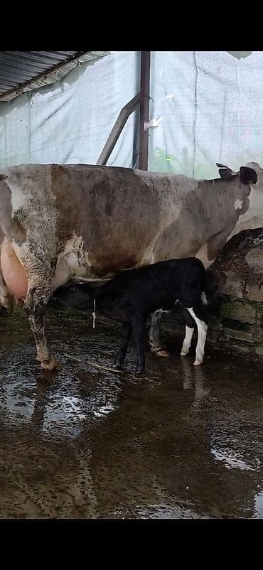 itlerin satisi ve qiymetleri: Südlük inək və bala -cins sives süd verimi 21 lt qarantia verirem — 8