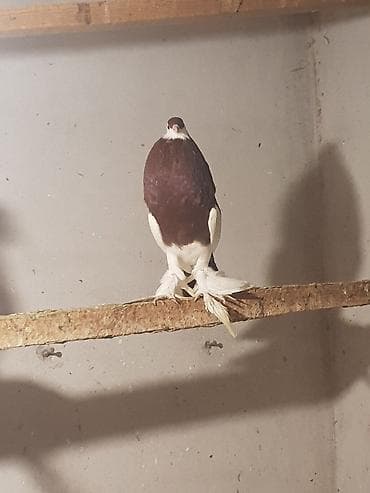 ramanov qoyun satisi: İtlər — 8