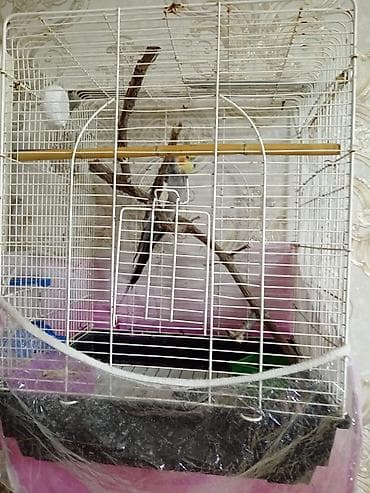 Птицы: Erkey karella qəfəsi su qabı yem qabı 5 kilo yemi birlikdə 60 manata — 1