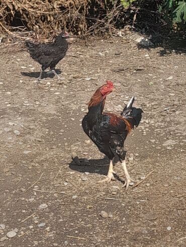 Toyota: Heyrati xoruz satlir heyvanin atasi 9 doyus 8 qelebesi var anasi — 2