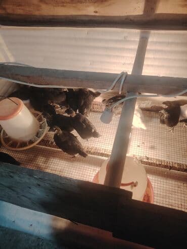 çüçələr: Qara Avstrolop cuceler satilir 4.50 azn 1 ay 15 günlükdür — 5