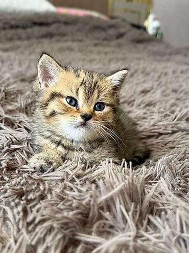 pişik sumkasi: Britan, Erkək — 2