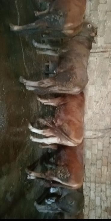 inek balasi: Salam 17 bas qurbanliq danalar her cekide var qiymet 17 m — 4