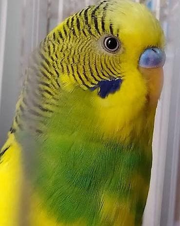 Papugaylar optavoy 9 azn