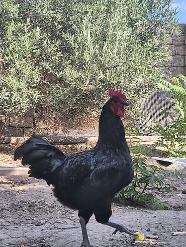 cucə satışı 2023: Salamaleykum Avstrolorp Becesi satıram, yas hardasa 7ayliqdir.unvan — 2