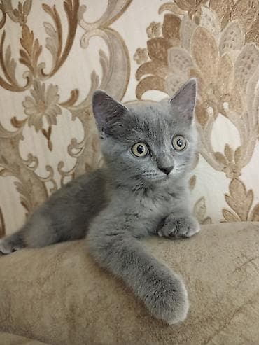 şotlanski pişik: Rus mavi, Dişi, Yaxşı əllərə, Ödənişli çatdırılma — 4