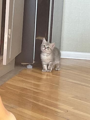 hamster satisi: Qızıl şinşilla, Erkək, Ünvandan götürmə — 2