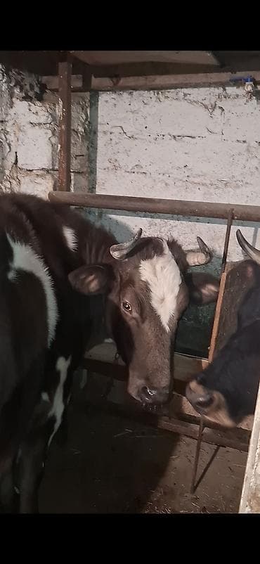 inəklərin satışı: Boqazdi ujey yelin buraxir uzaqi 1 aya dogar 4 cu qarin dogacaq — 2