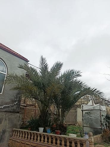 Digər bitkilər: Xurma (xurma xurması) palmaları – dekorativ landşaft ağacı QİYMETİ — 1