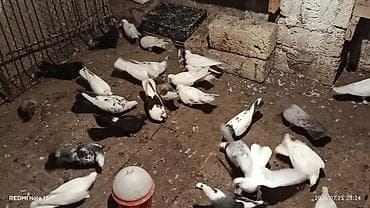 dekarativ quslar: Ev göyərçinləri – müxtəlif rəng və naxışlarda - Növlər: ağ, qara — 1