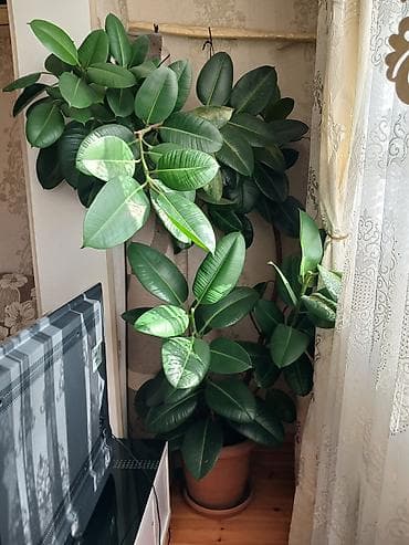 8 mart sekiller: Otaq bitkiləri — 1