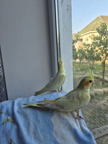 Pişiklər: Bozlar bir aylıqdı qiyməti 30 azn sarı 5 aylıq erkək qiyməti 45azn əl — 2