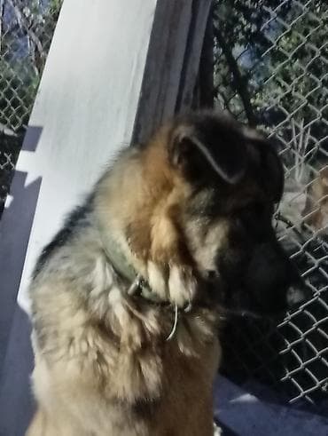 husky balasi satilir: Alman çoban iti — 2