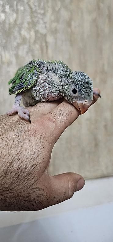 camis balasi: Ajireya papugay balasi satilir — 2