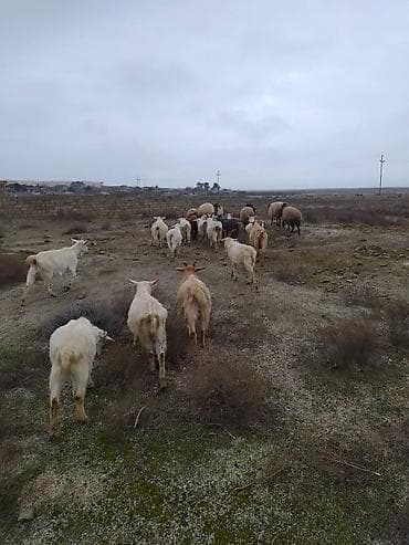 Коровы, быки: Diri cəkisi 6 m topdan satilir,quzularda var 9.5m — 2