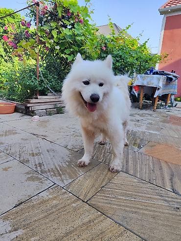 mini itler: Samoyed — 2