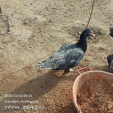 Cücələr: Damazlığ istiyən buyurusun deməy olar ki çoxu yumurtduyur Qiymət lal — 4