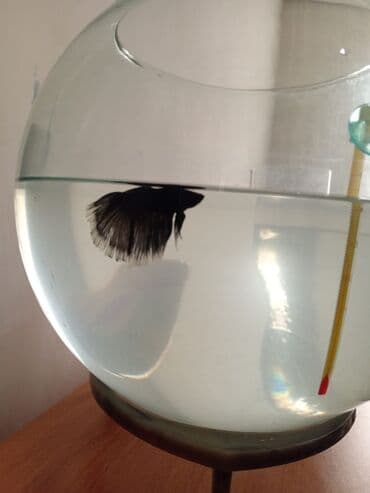 balıq haqqında teqdimat: Betta (Petuşok balığı) — 1