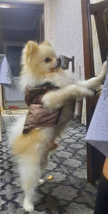 alman afçarkası balası: Şpitz, 1 il, Erkek, Peyvəndli — 1