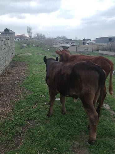 dana erkek: Dana, buzov, Dişi, ay: 10, Ətlik, Ünvandan götürmə, Ödənişli çatdırılma — 9