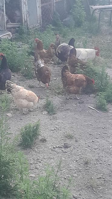 Toyuq, Yumurtalıq — 6