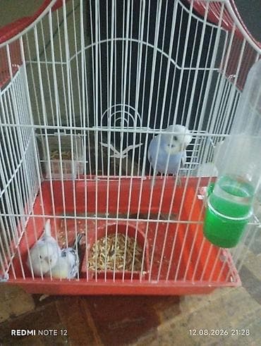Dalmatin və mavi tonlarda iki cüt dalğıç (hulland) büdcə papuqayı