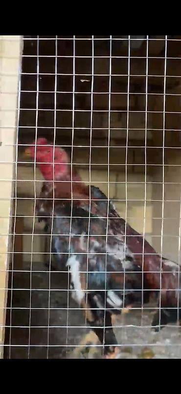 Masallıdadır heyvan doyusleri olub amma videosu yoxdur Tam hazir