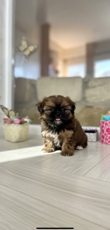 1 aylık doberman: Pekines, 2 ay, Dişi — 1