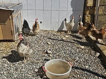 ördək balası və cücə: Toyuq, Yumurtalıq — 10