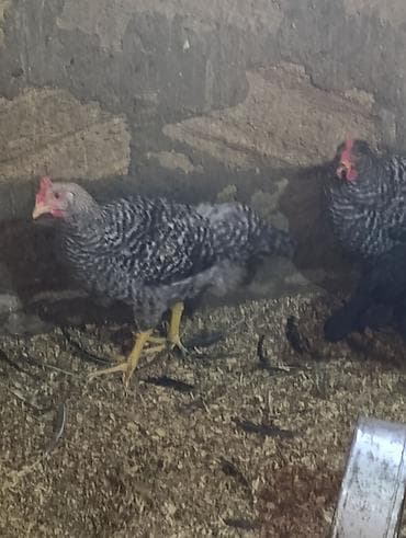 boz pişik cinsi: Salam temiz qan xarkov fərəsi və xoruzu satişdadir 1 aya yumurtaya — 3